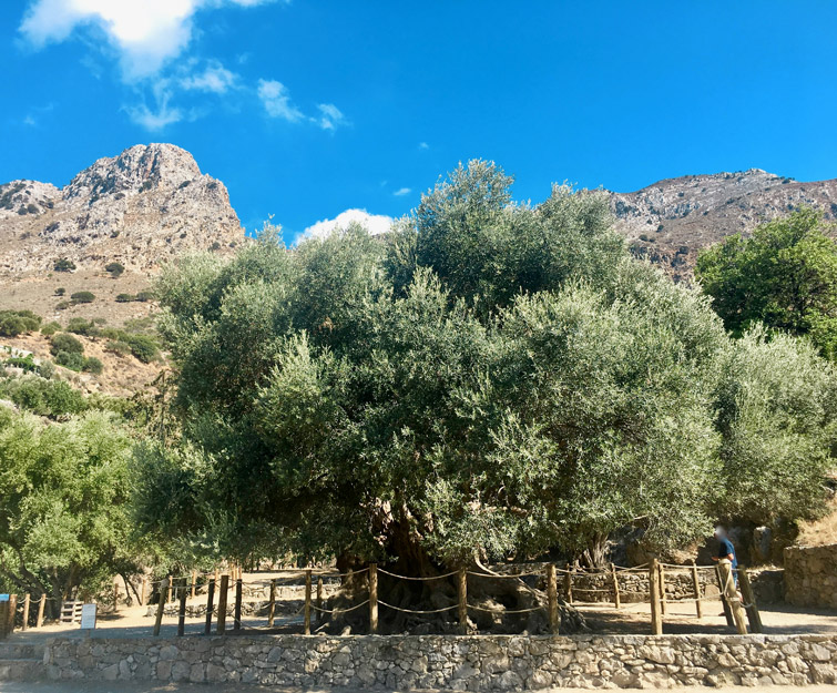 Olive trees in Crete