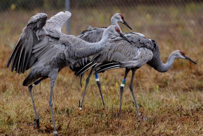 ARCHIVO - En esta foto del 27 de noviembre de 2012, las grullas de las colinas de arena de Mississippi en peligro de extinción se encuentran en su hábitat de transición temporal, para luego ser liberadas en la naturaleza, en el Refugio Nacional de Vida Silvestre Mississippi Sandhill Crane en Gautier, Miss. Los funcionarios de vida silvestre de los Estados Unidos han revertido su hallazgo anterior de que un pesticida ampliamente utilizado y altamente tóxico podría poner en peligro a las grullas y docenas de otras plantas y animales con la extinción (AP Photo / Gerald Herbert,  Archivo)