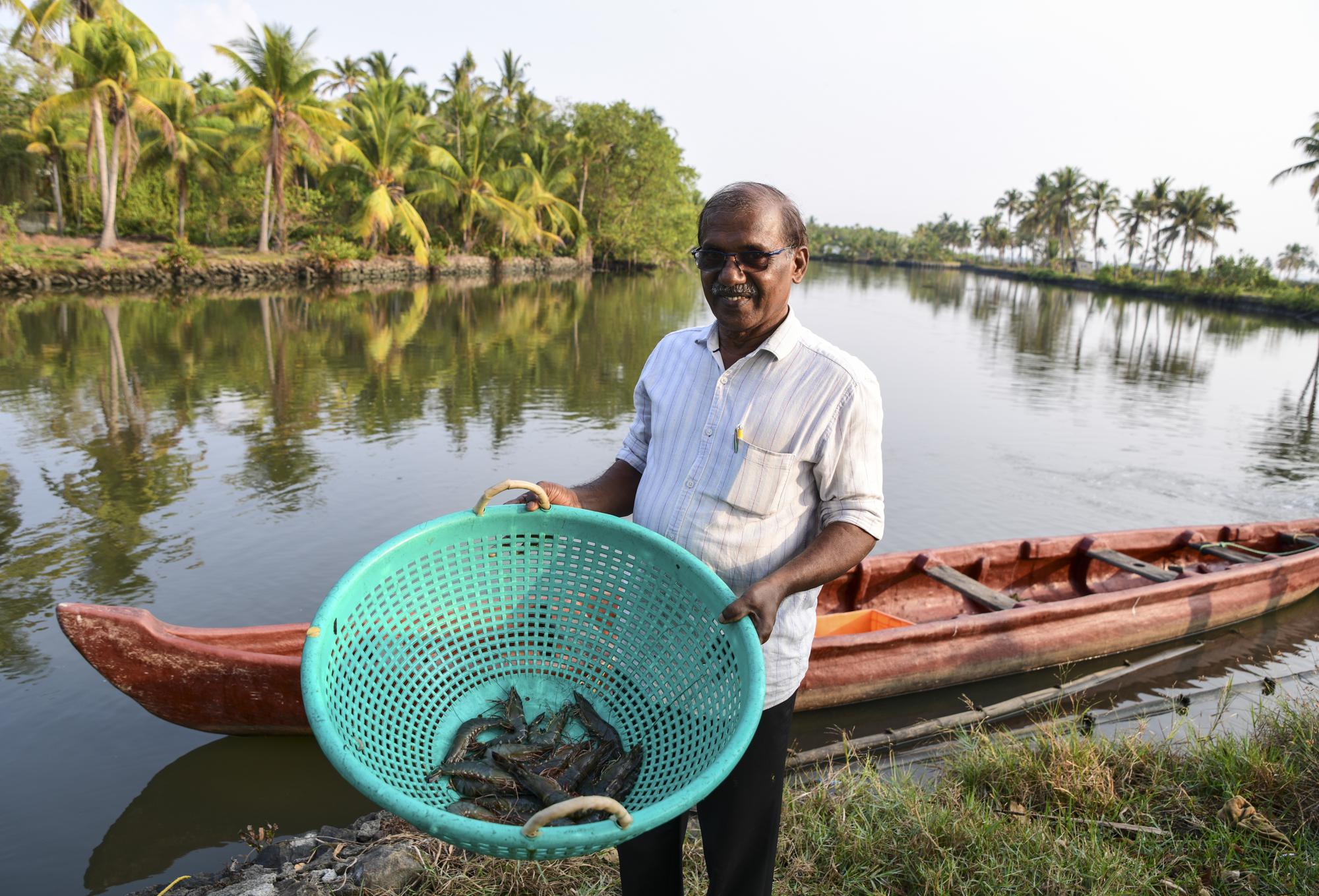 Nandakumar VM displays some of the morning catch during the final weeks of Prawn farming season at his farm in Chathamma, Kochi, Kerala state, India, April 22, 2023. Kumar says he will be preparing his land for Pokkali farming though availability of workers is a problem. (AP Photo/R S Iyer)
