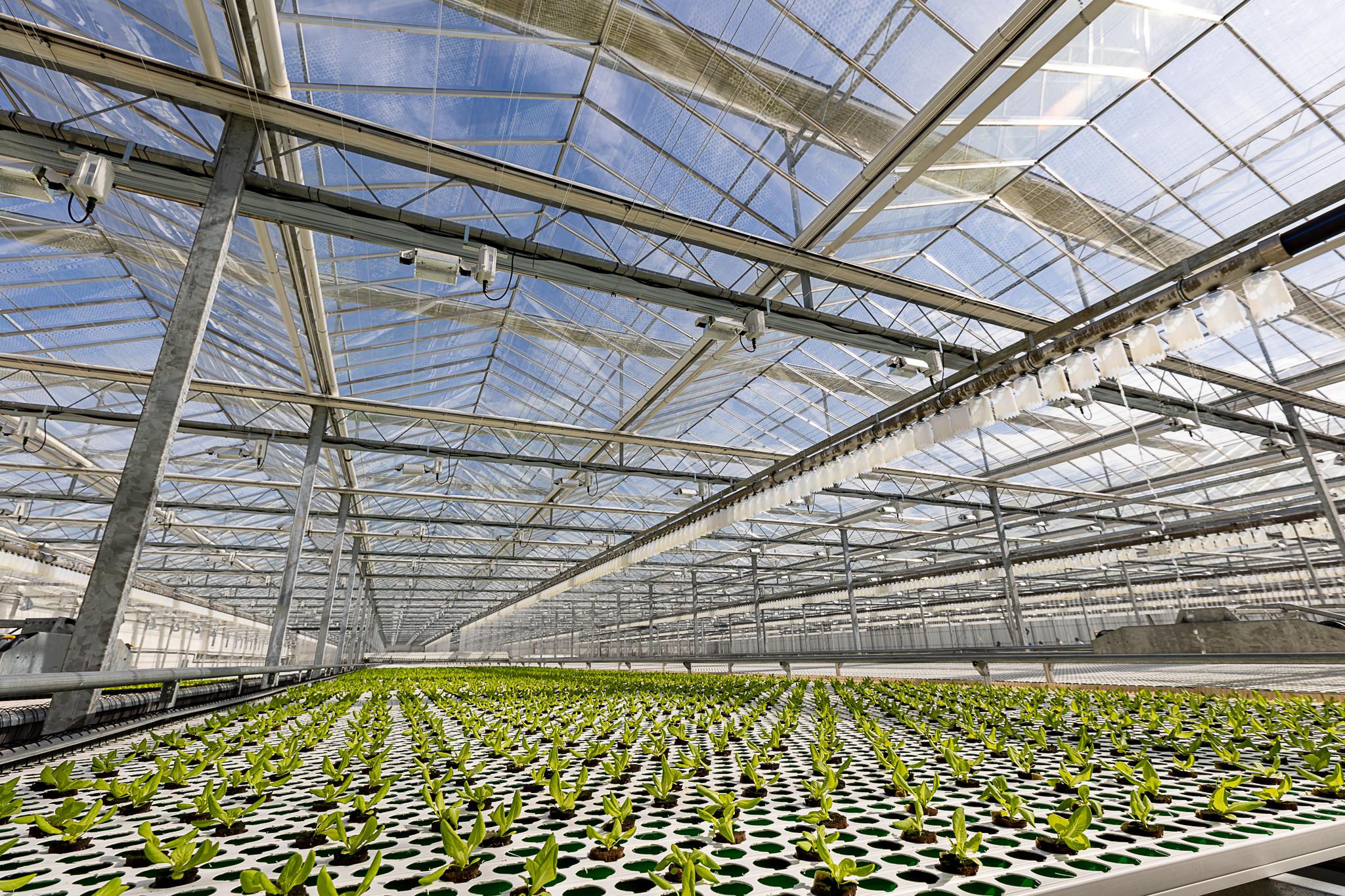 Green Life Farms Achieves Substantial Completion at Punta Gorda