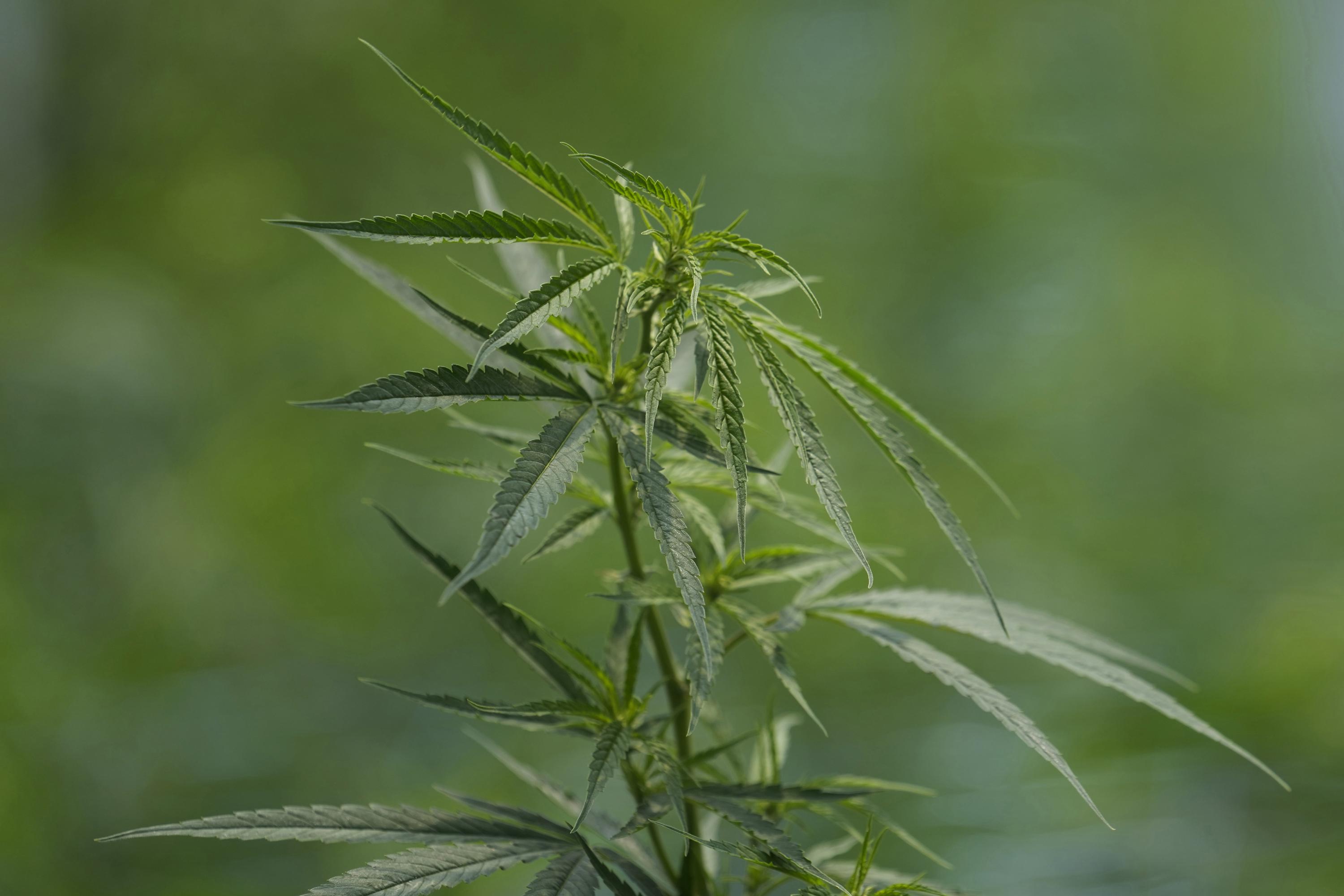Deutschland schreitet mit dem Plan zur Legalisierung des Cannabisverkaufs voran