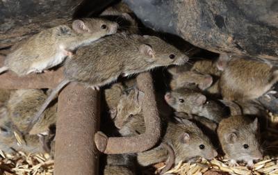 Varios ratones se escabullen el 19 de mayo de 2021 entre el grano almacenado en una granja cerca de Tottenham, Australia. (AP Foto/Rick Rycroft)