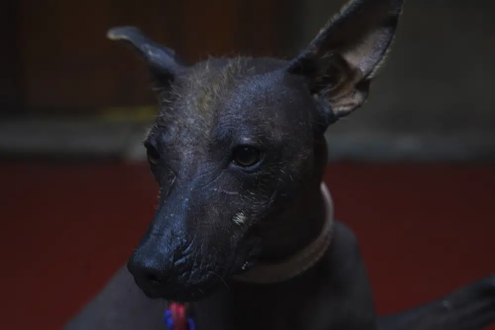 Un perro de raza Xoloitzcuintle llamado Pilón, descansa antes de una conferencia de prensa sobre el Xoloitzcuintle en el arte, en la Ciudad de México, el miércoles 25 de enero de 2023. (AP Foto/Marco Ugarte)
