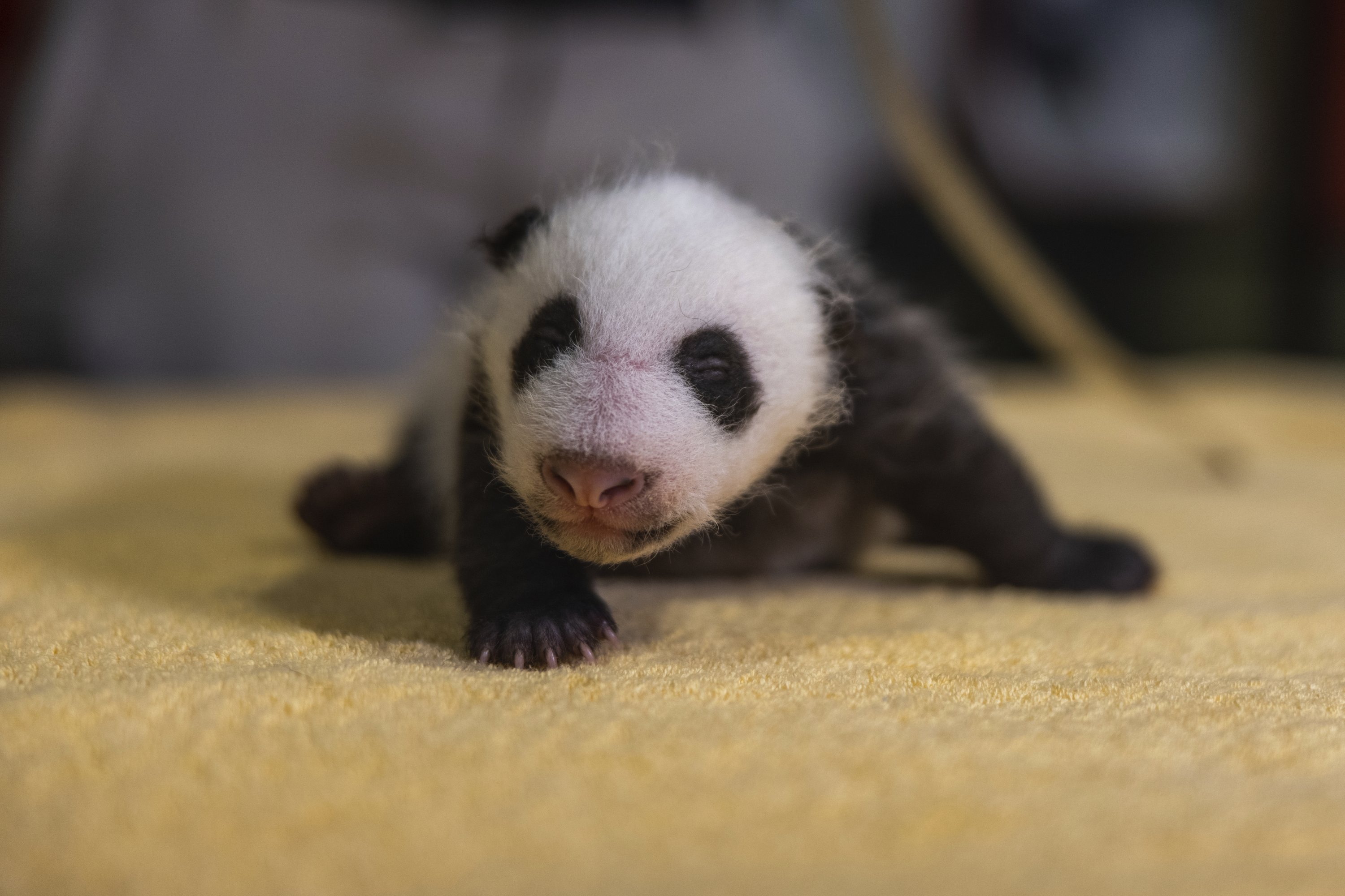 National Zoo Genetic Tests Reveal New Baby Panda Is A Boy