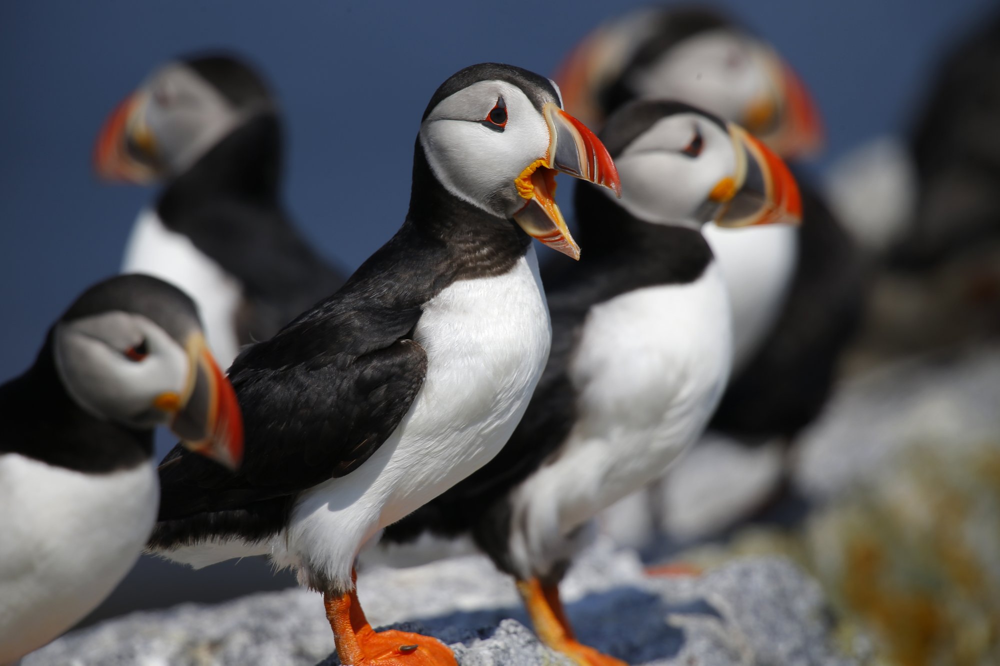 puffin bird