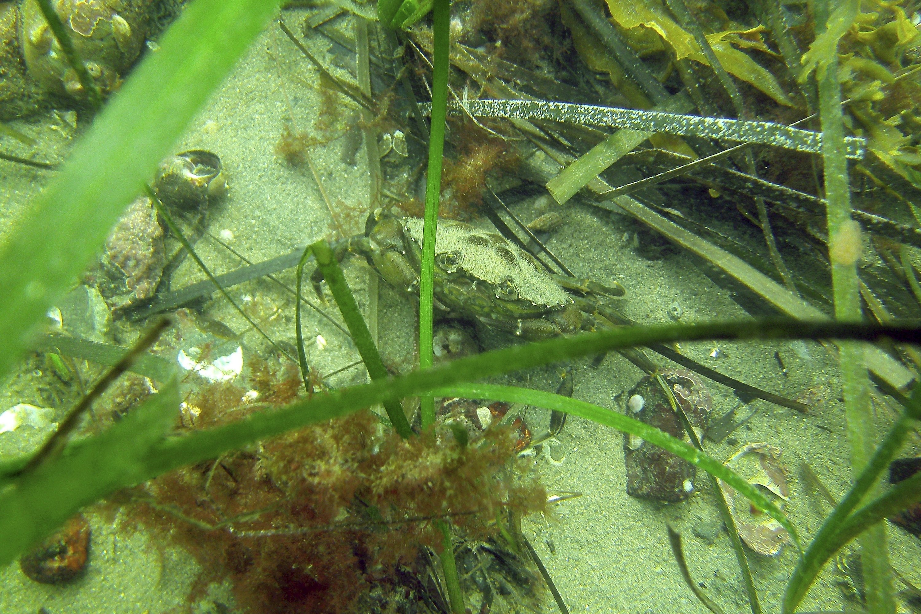 Scientists struggle to save seagrass from coastal pollution