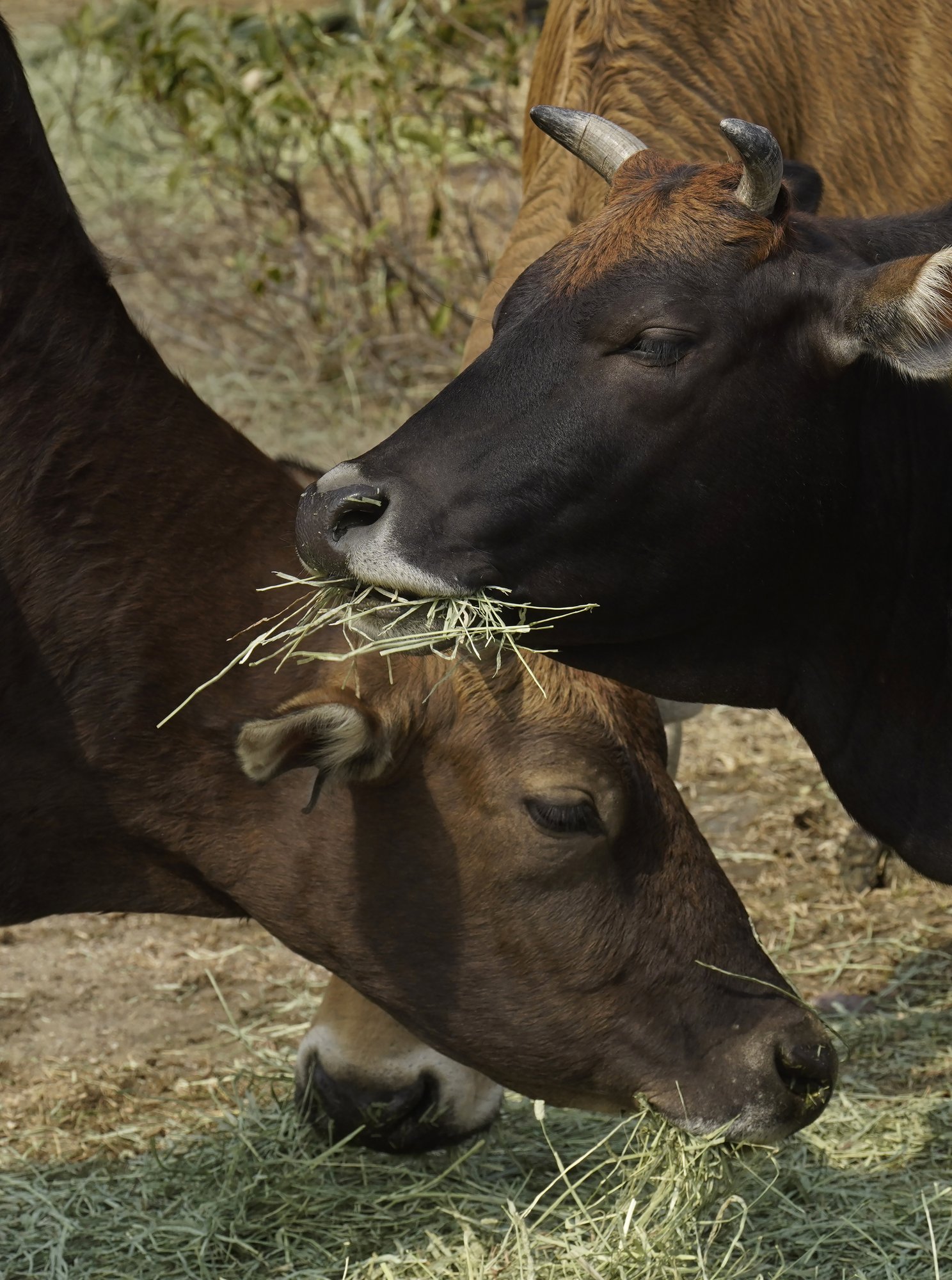 AP Photos: Year of Ox puts focus on Hong Kong's wild bovines | AP News AP Photos: Year of Ox puts focus on Hong Kong's wild bovines | AP News