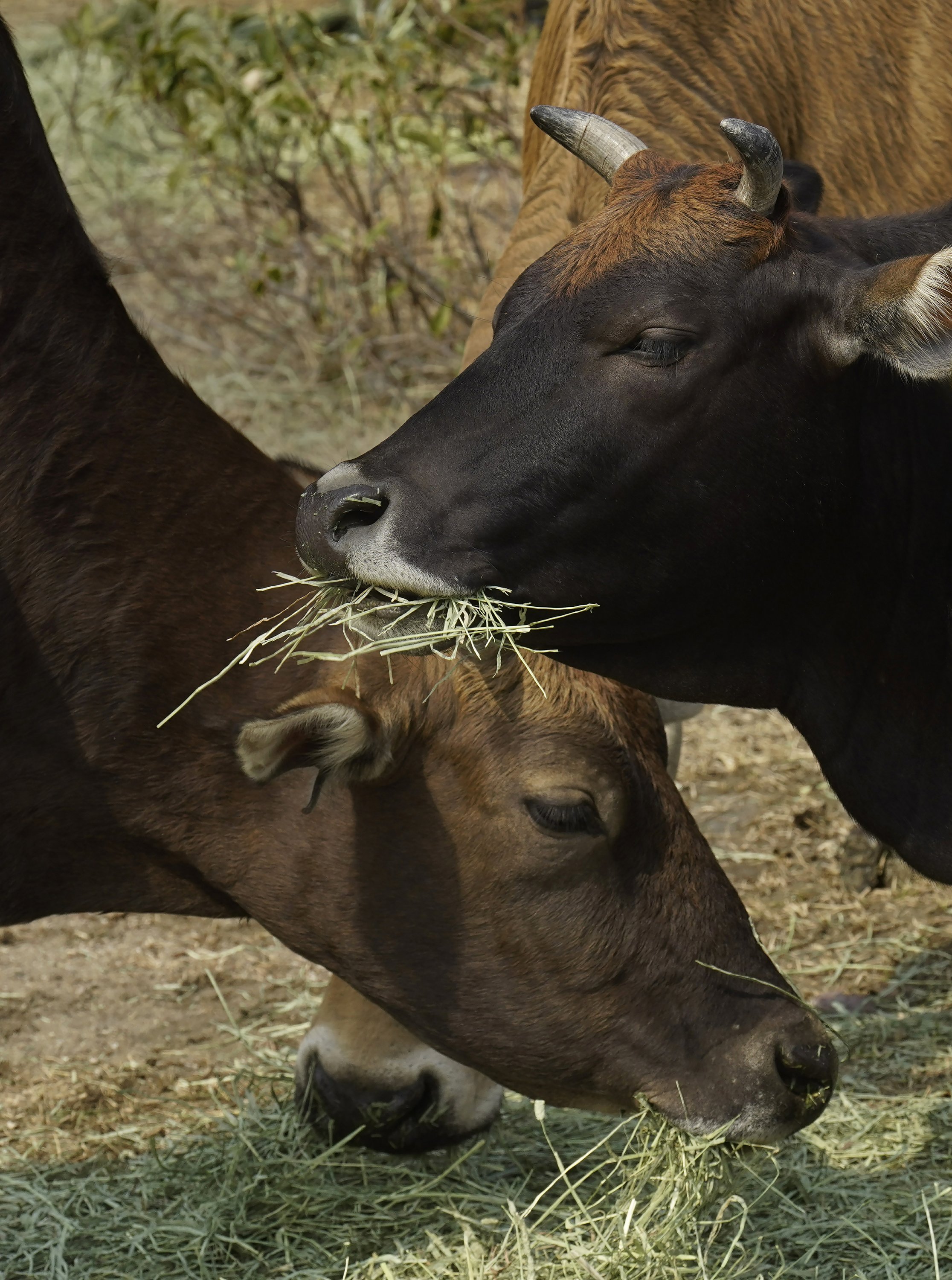 AP Photos: Year of Ox puts focus on Hong Kong's wild bovines | AP News AP Photos: Year of Ox puts focus on Hong Kong's wild bovines | AP News