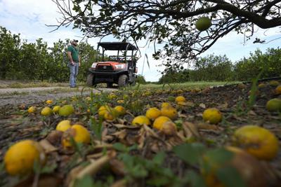 Foto de una cosecha de cítricos en Zolfo Springs, Florida, el 12 de octubre del 2022.  (Foto AP/Chris O'Meara)