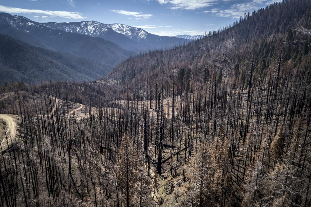 A burned hillside where crews are planting seedlings including Giant Sequoia in Mountain Home State Demonstration Forest outside Springville, Calif., on April 26, 2022. Destructive fires in recent years that burned too hot for forests to quickly regrow have far outpaced the government's capacity to replant trees. (Carlos Avila Gonzalez/San Francisco Chronicle via AP, File)