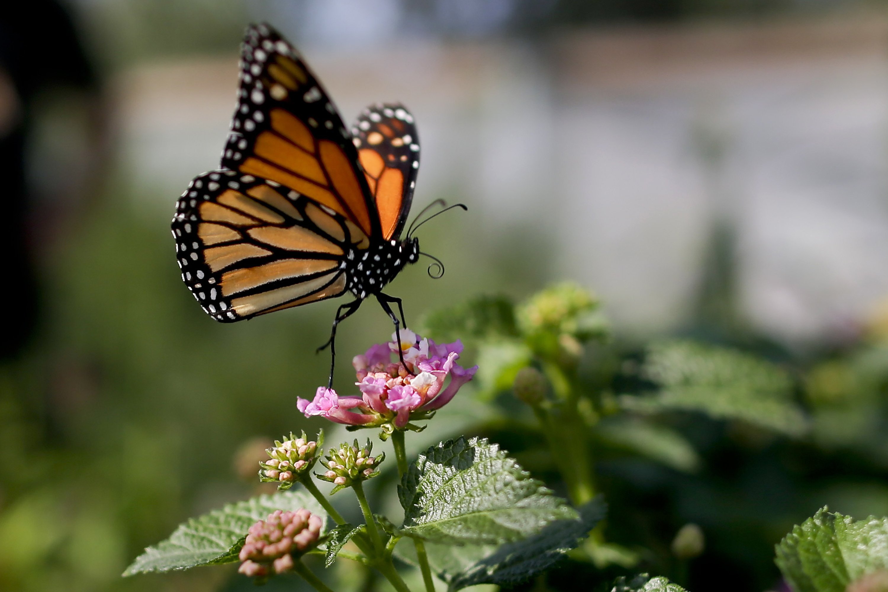 Monarch butterfly population moves closer to extinction