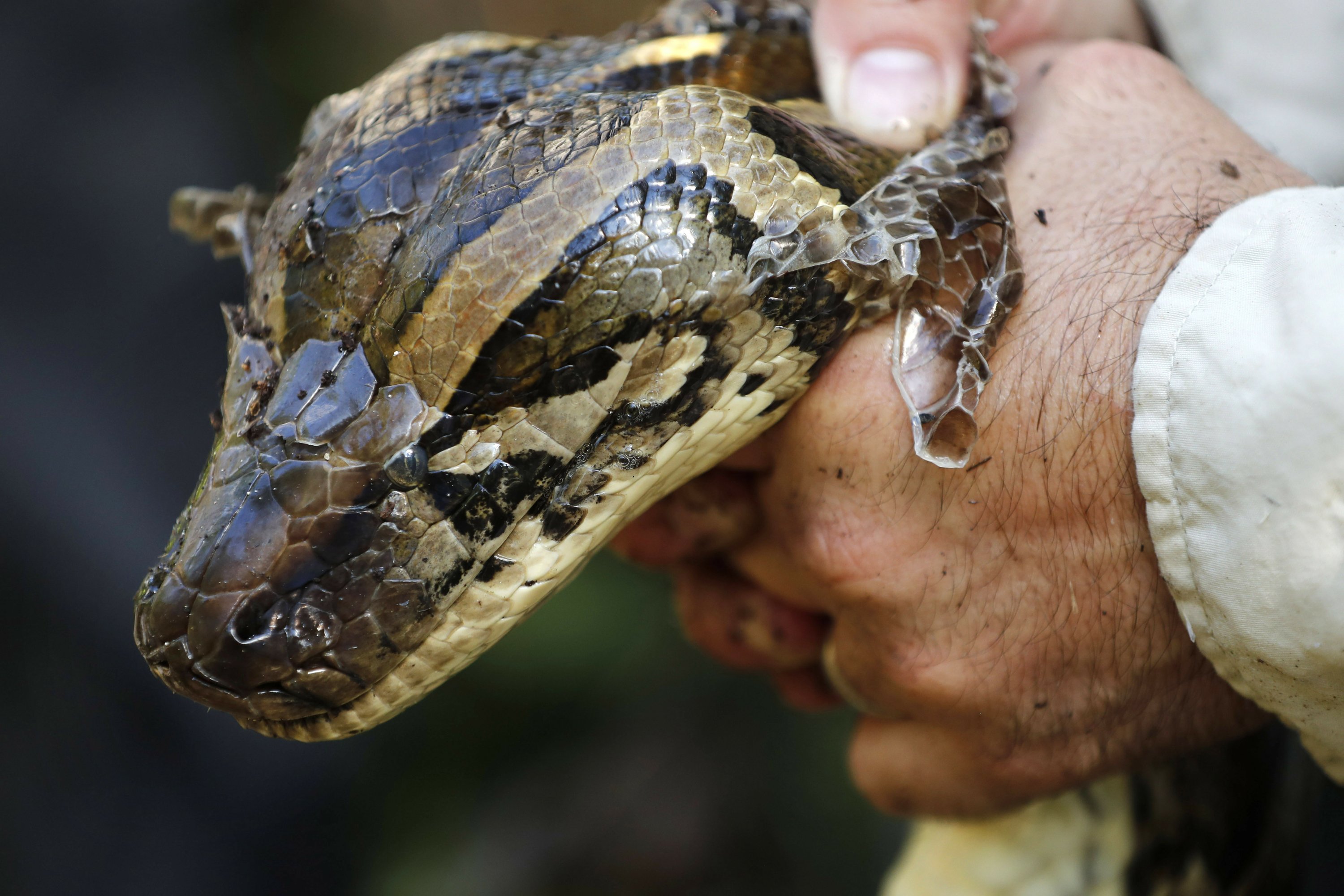 80 reptiles caught in Miami Super Bowl Burmese python hunt | AP News