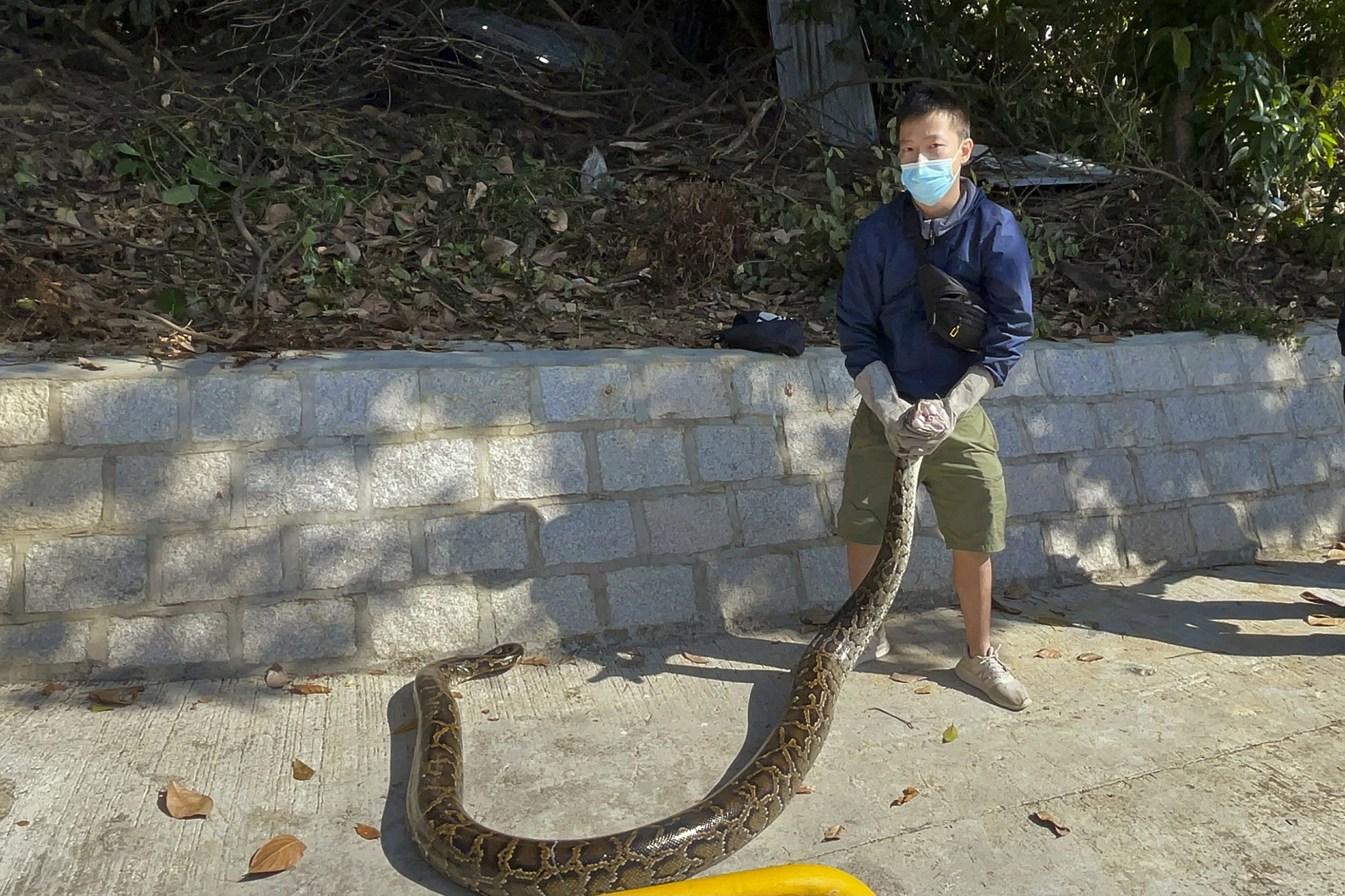 No snake soup for Hong Kong's young snake catcher | AP News