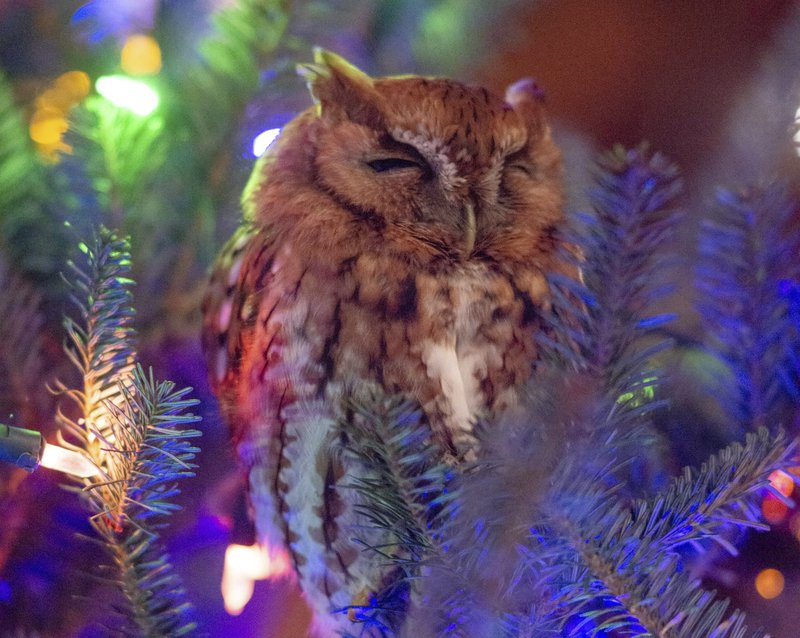 Whoo S There Georgia Family Discovers Owl In Christmas Tree Kvoa