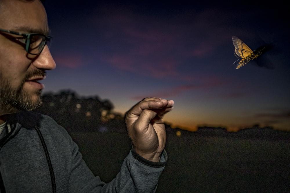 Scientists use tiny trackers, plane to follow moths on move Scientists use tiny trackers, plane to follow moths on move