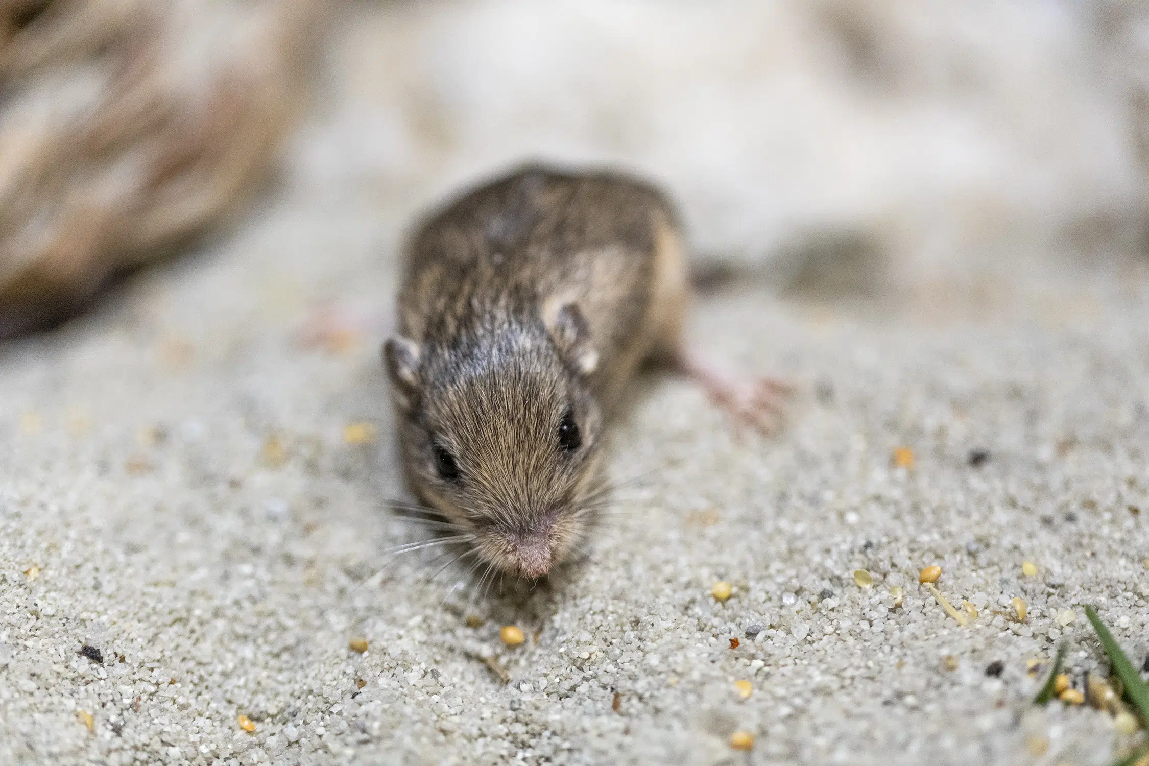 Une petite souris de Californie remporte le prix Guinness de sa longévité