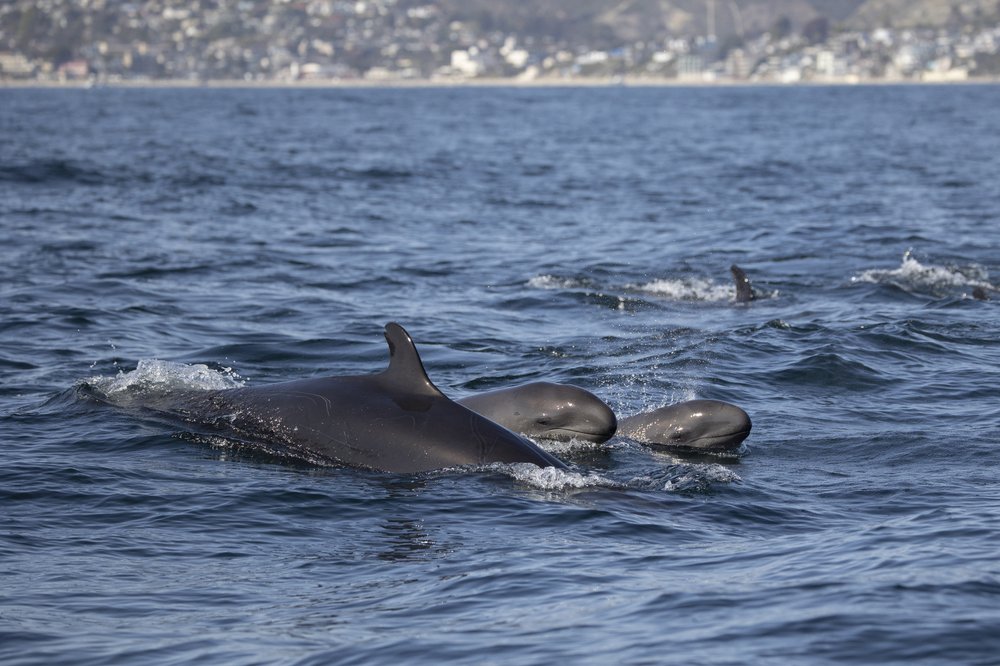 orcas