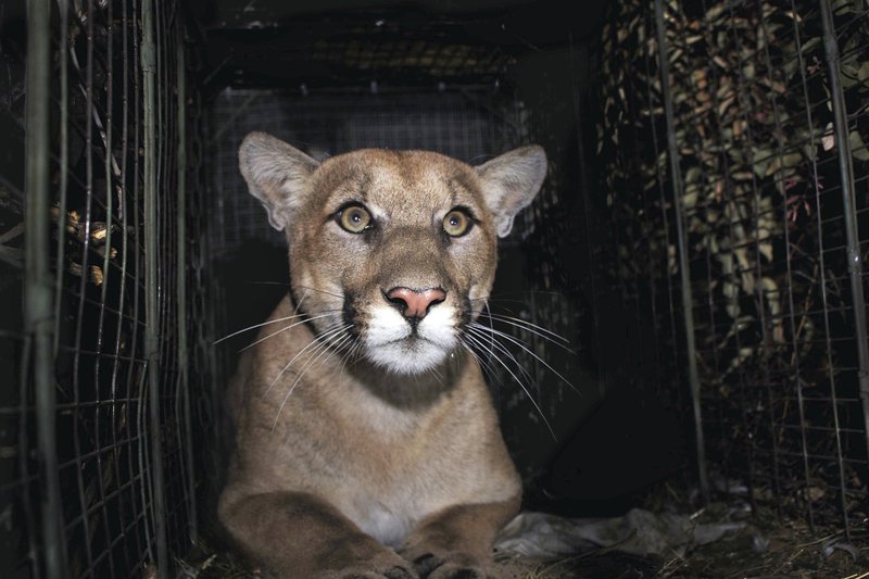 el puma fallece