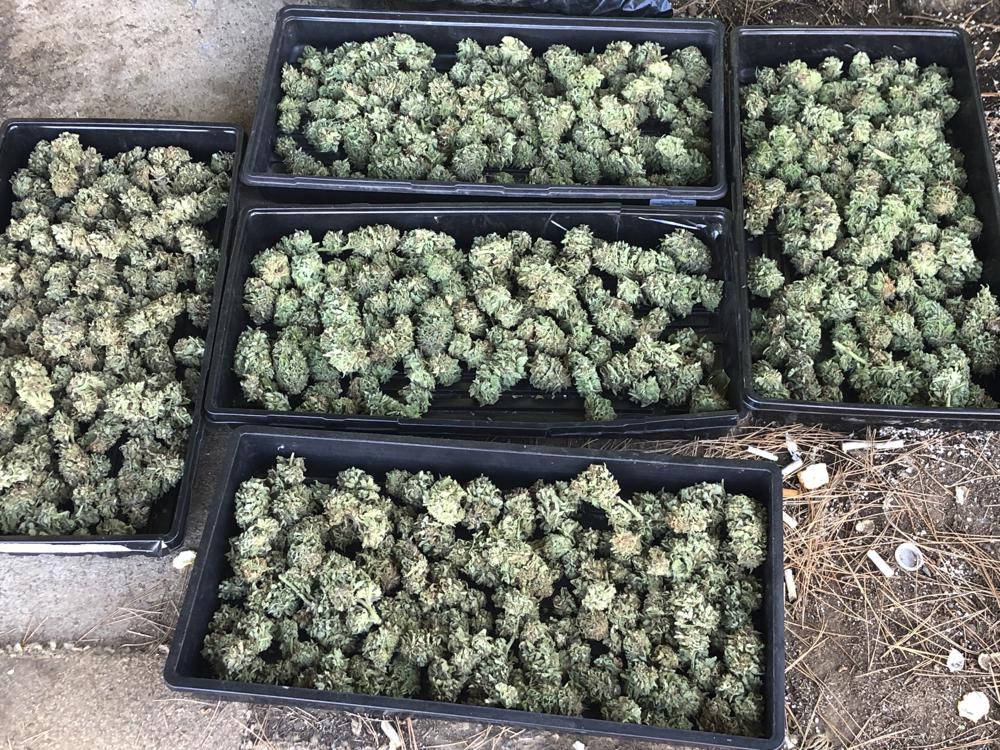 mariguana