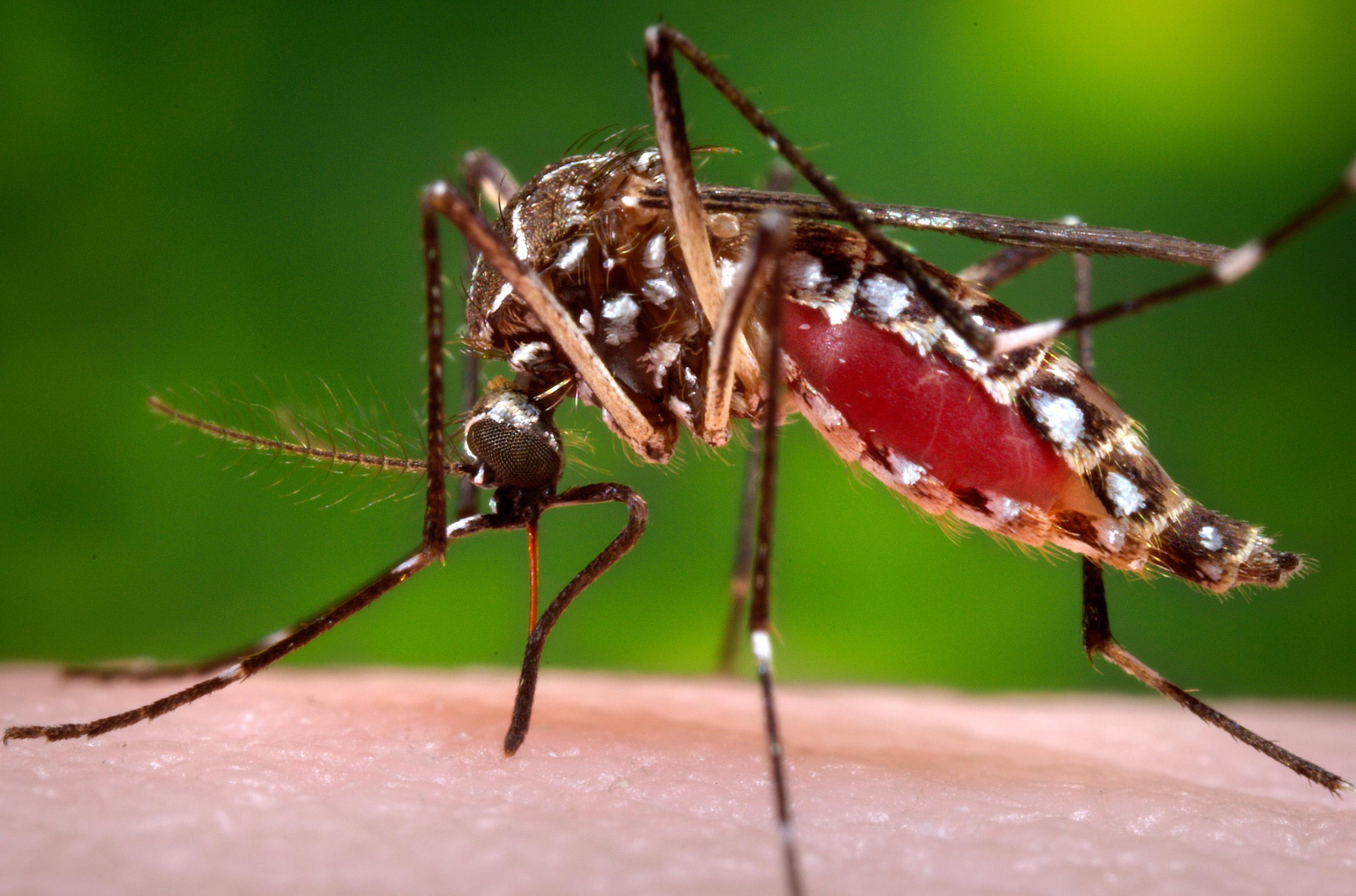 La Organización Mundial de Salud manifestó que el virus del Zika constituye  una emergencia internacional 