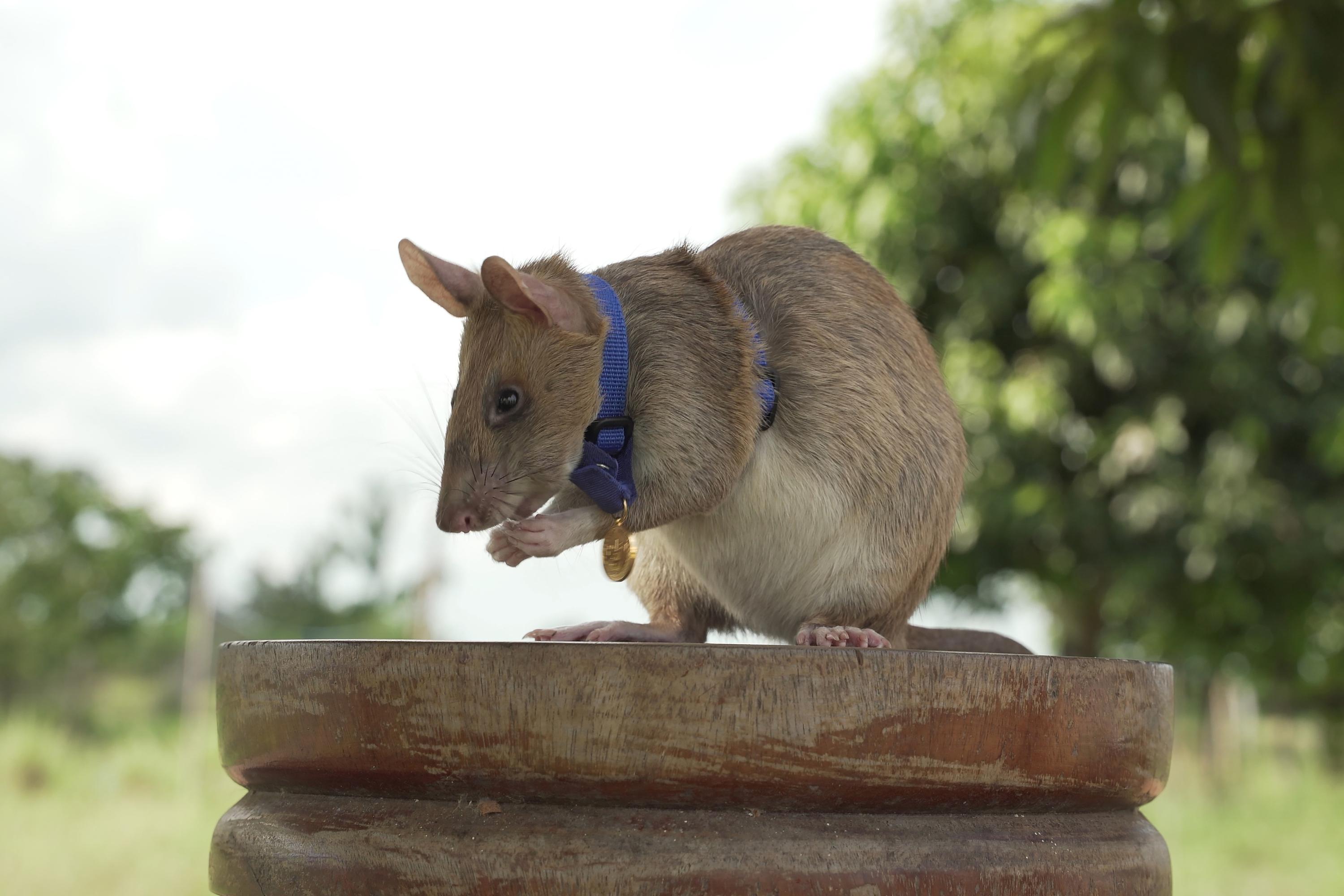 Magawa, bekroonde rat die landmijnen ontdekte, sterft