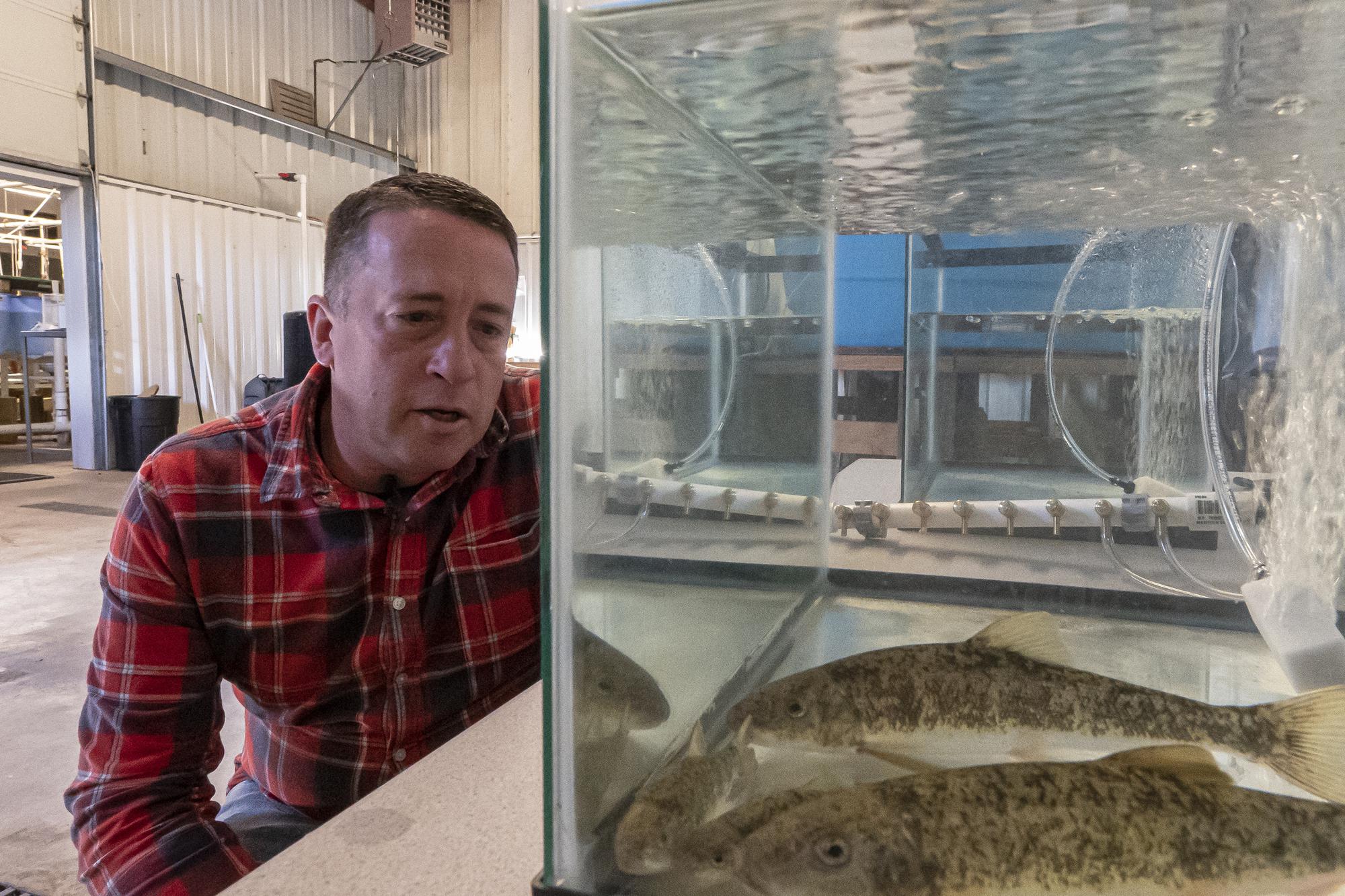 Alex Gonyaw, senior fish biologist for the Klamath Tribes, examines juvenile suckerfish at the tribe's fish and wildlife facility on Thursday, June 10, 2021, in Chiloquin, Ore. Toxic algae blooms in the Upper Klamath Lake threaten the habitat for the endangered species. (AP Photo/Nathan Howard)