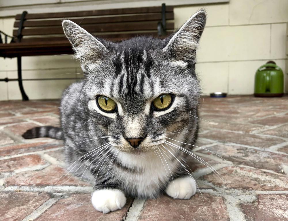 Gato Kevin Pasadena