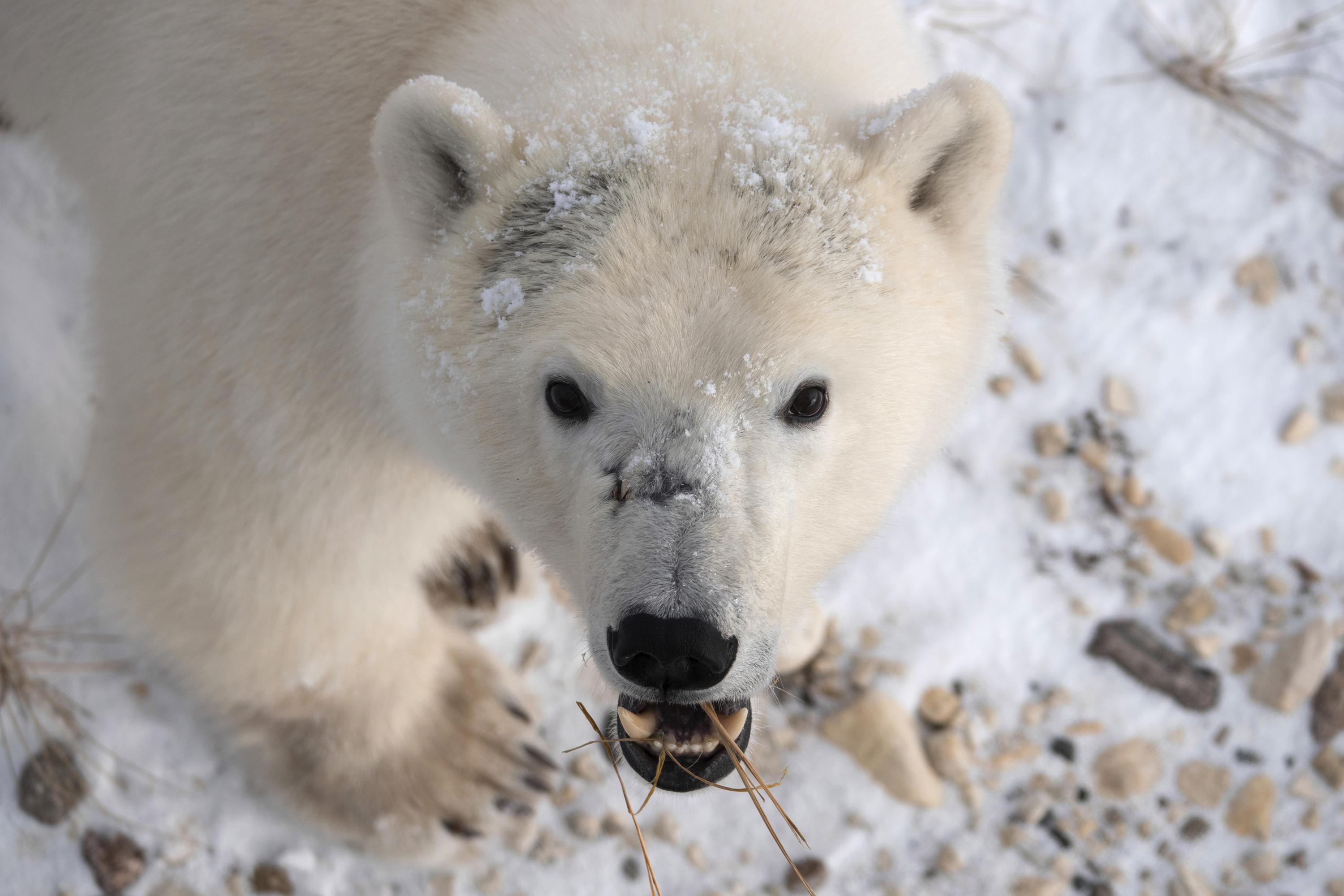 EXPLAINER: How warming affects Arctic sea ice, polar bears | AP News