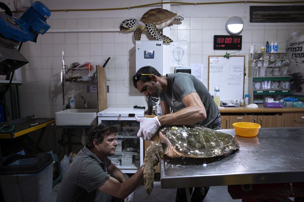 Dr. Yaniv Levy, left, and Guy Ivgy treat a wounded sea turtle at the Sea Turtle Rescue Center, run by the Israel National Nature and Parks Authority, on the shore of the Mediterranean Sea, in Michmoret, Israel, Thursday, July 7, 2022. Over a dozen sea turtles were released back into the wild after months of rehabilitation at the rescue center in Israel after suffering physical trauma, likely caused by underwater explosives. (AP Photo/Oded Balilty)