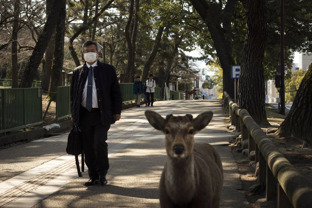 Treasured animals wander deserted streets of Nara, Japan