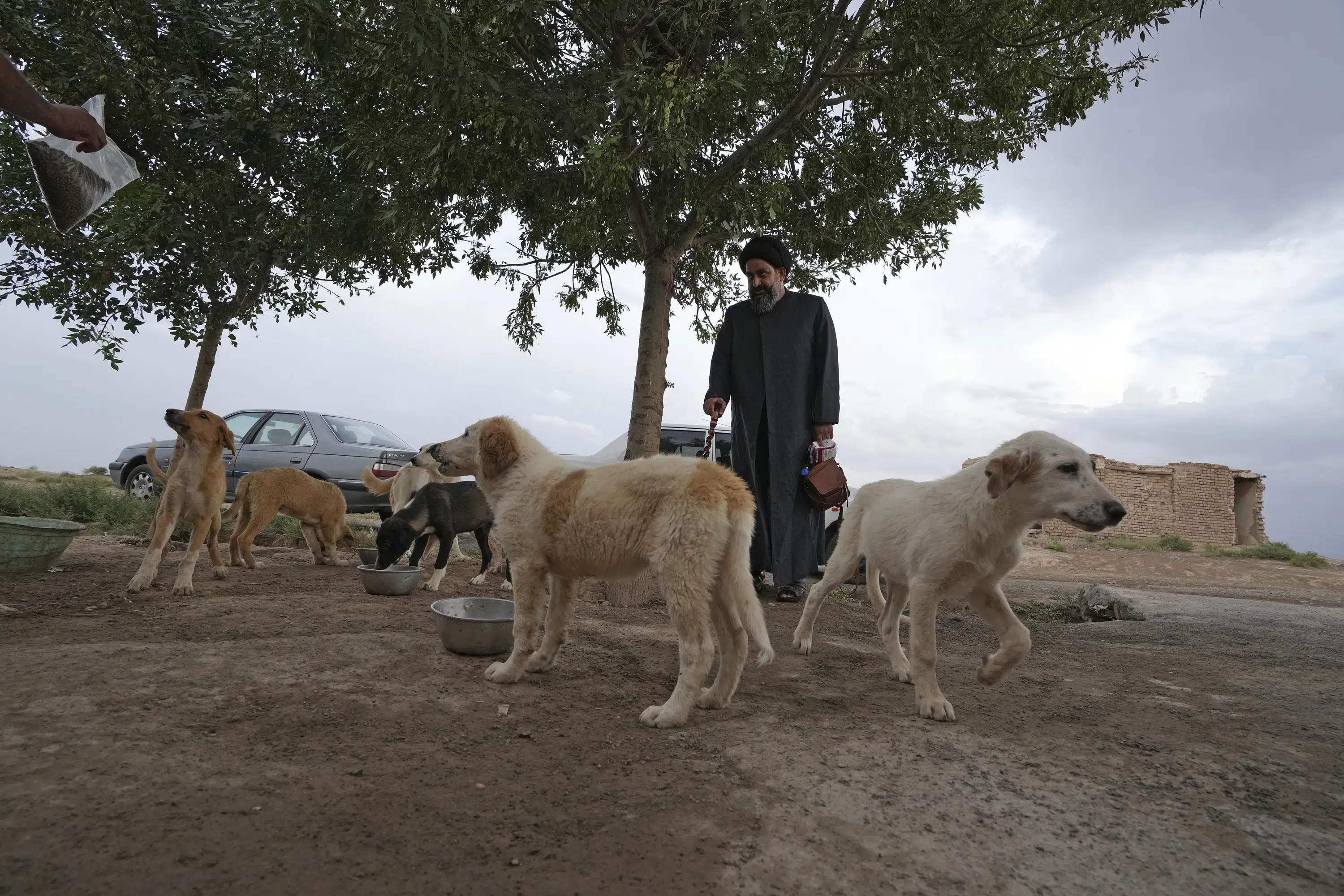 Défiant les tabous, un religieux chiite en Iran accueille des chiens des rues et les soigne