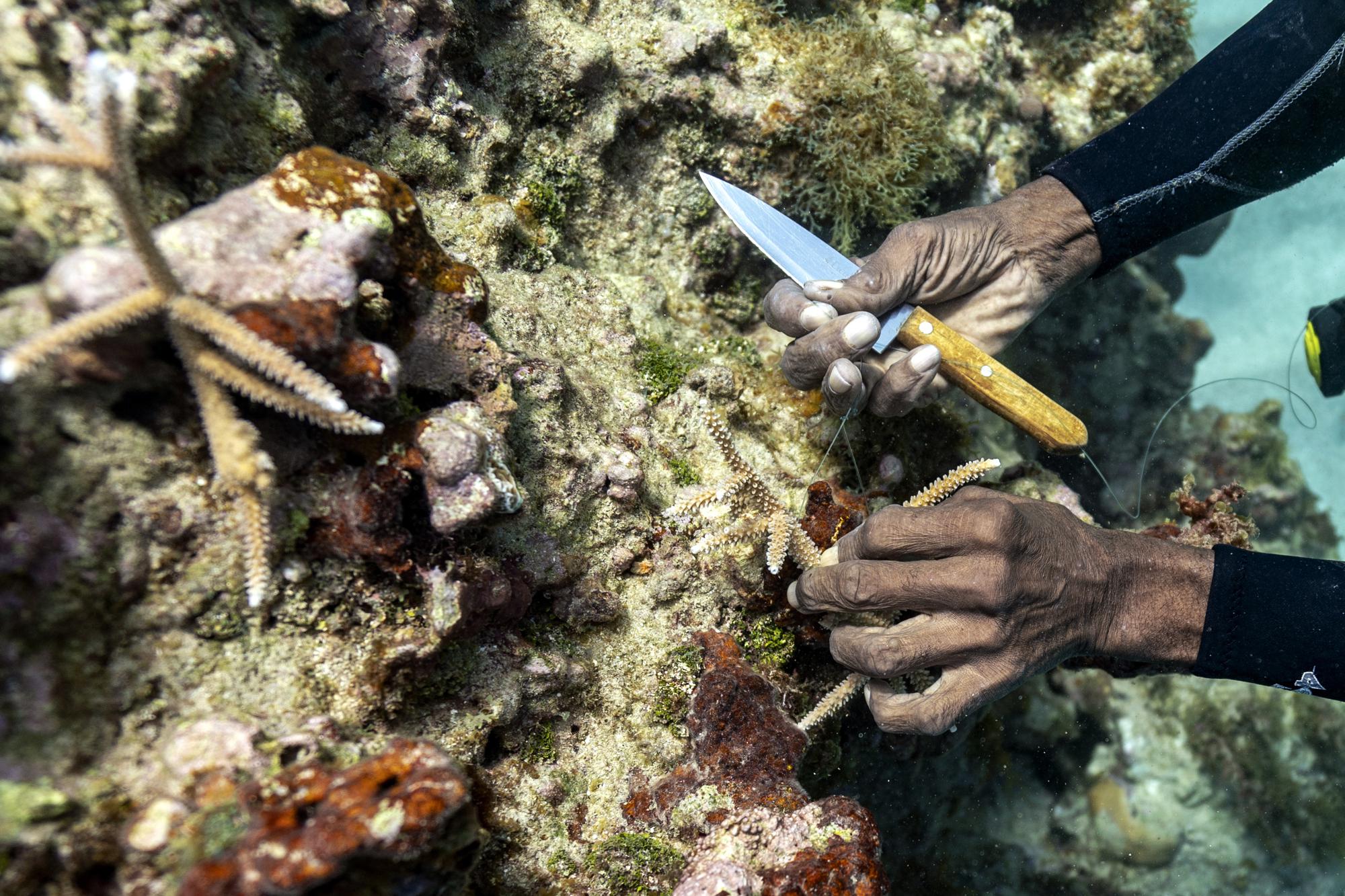 FILE - Diver Everton Simpson plants staghorn harvested from a coral nursery inside the the White River Fish Sanctuary Tuesday, Feb. 12, 2019, in Ocho Rios, Jamaica. Simpson uses bits of fishing line to tie clusters of staghorn coral onto rocky outcroppings, a temporary binding until the coral's limestone skeleton grows and fixes itself onto the rock. The goal is to jumpstart the natural growth of a coral reef. (AP Photo/David J. Phillip, File)