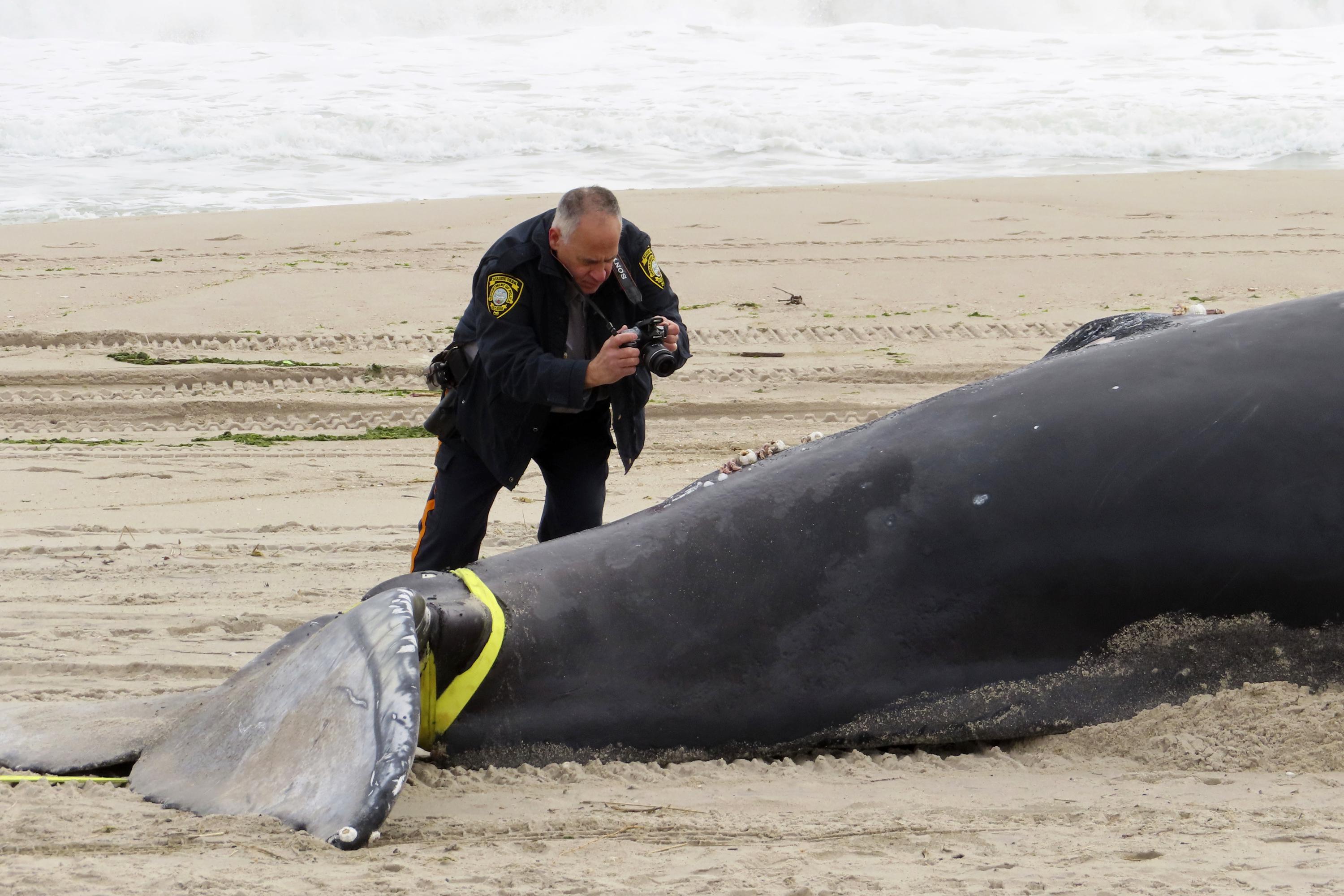 Sperm whale beached in Oregon killed by ship, feds find