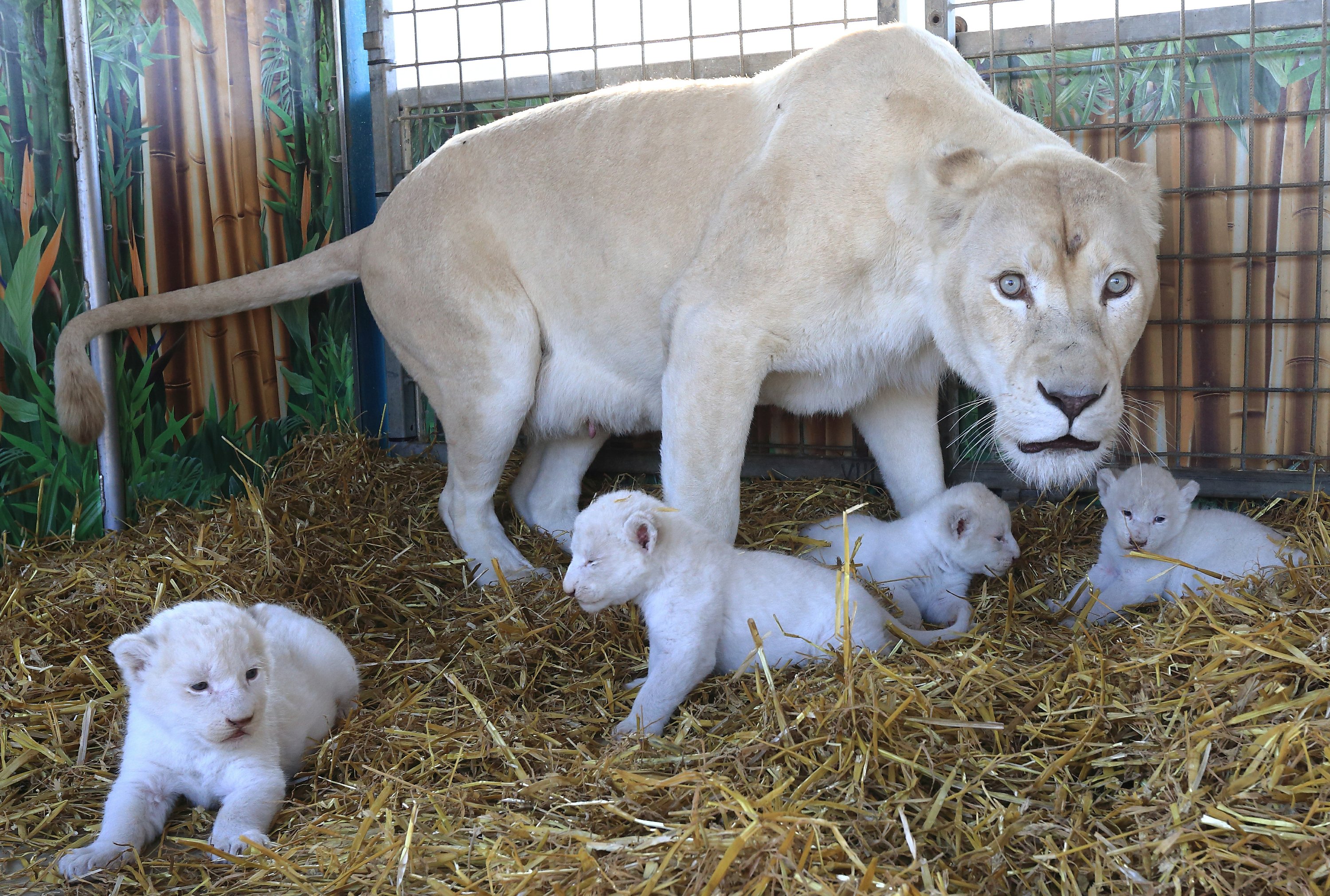 Nacen 4 leones blancos en circo Alemán | AP News