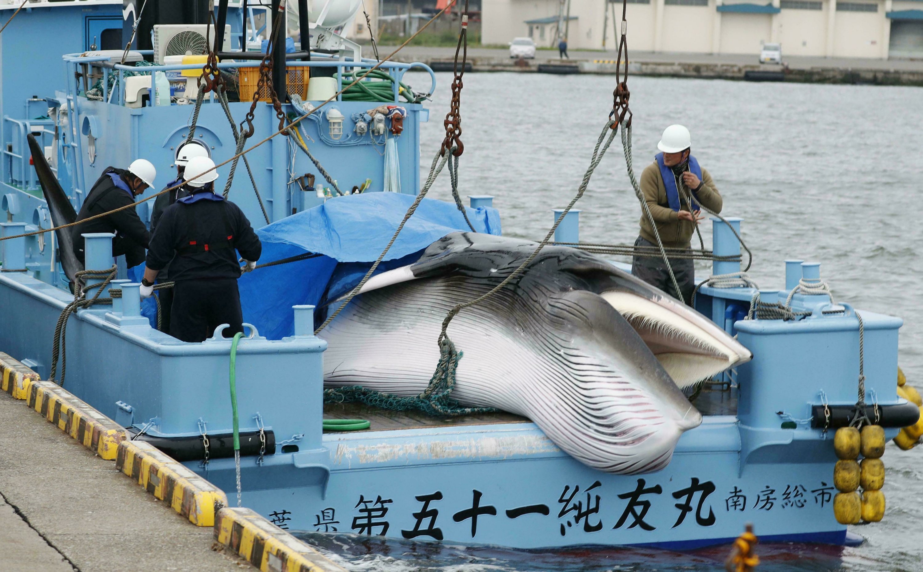 Japanese whalers bring home 1st commercial catch in 31 years