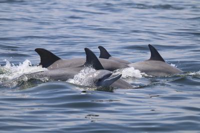 En esta foto de mayo de 2019 provista por el Potomac-Chesapeake Dolphin Project, delfines nadan juntos en el río Potomac entre Lewisetta y Smith Point, Virginia. Los delfines son animales sociales y frecuentemente nadan juntos. (Ann-Marie Jacoby/Potomac-Chesapeake Dolphin Project via AP)