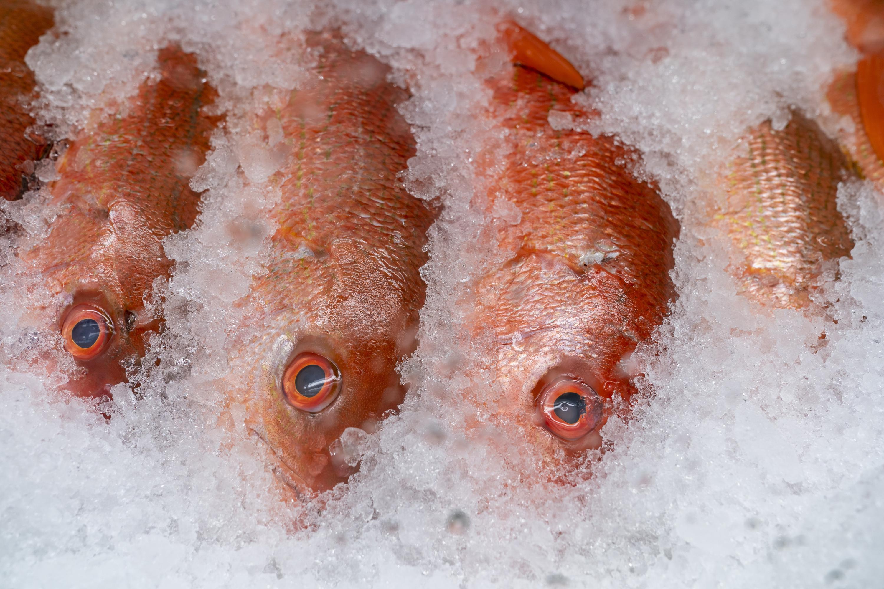 Louisiana adds 8 days to recreational red snapper season AP News