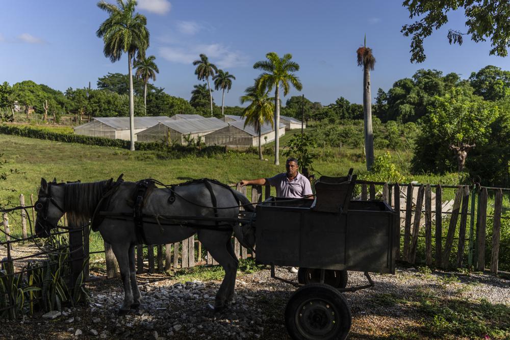 Landwirt Misael Ponce auf seiner Vista Hermosa Farm in Bacuranao, östlich von Havanna, Kuba, am Donnerstag, 4. August 2022. | Bildquelle: © AP Photo/Ramon Espinosa | Bilder sind in der Regel urheberrechtlich geschützt