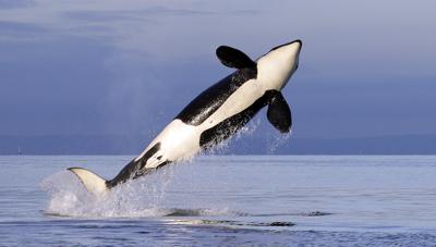 ARCHIVO - En esta fotografía de archivo del 18 de enero de 2014, una orca hembra residente del sur salta en el agua en el estrecho de Puget, cerca de la isla Bainbridge, en el estado de Washington. (AP Foto/Elaine Thompson, archivo)