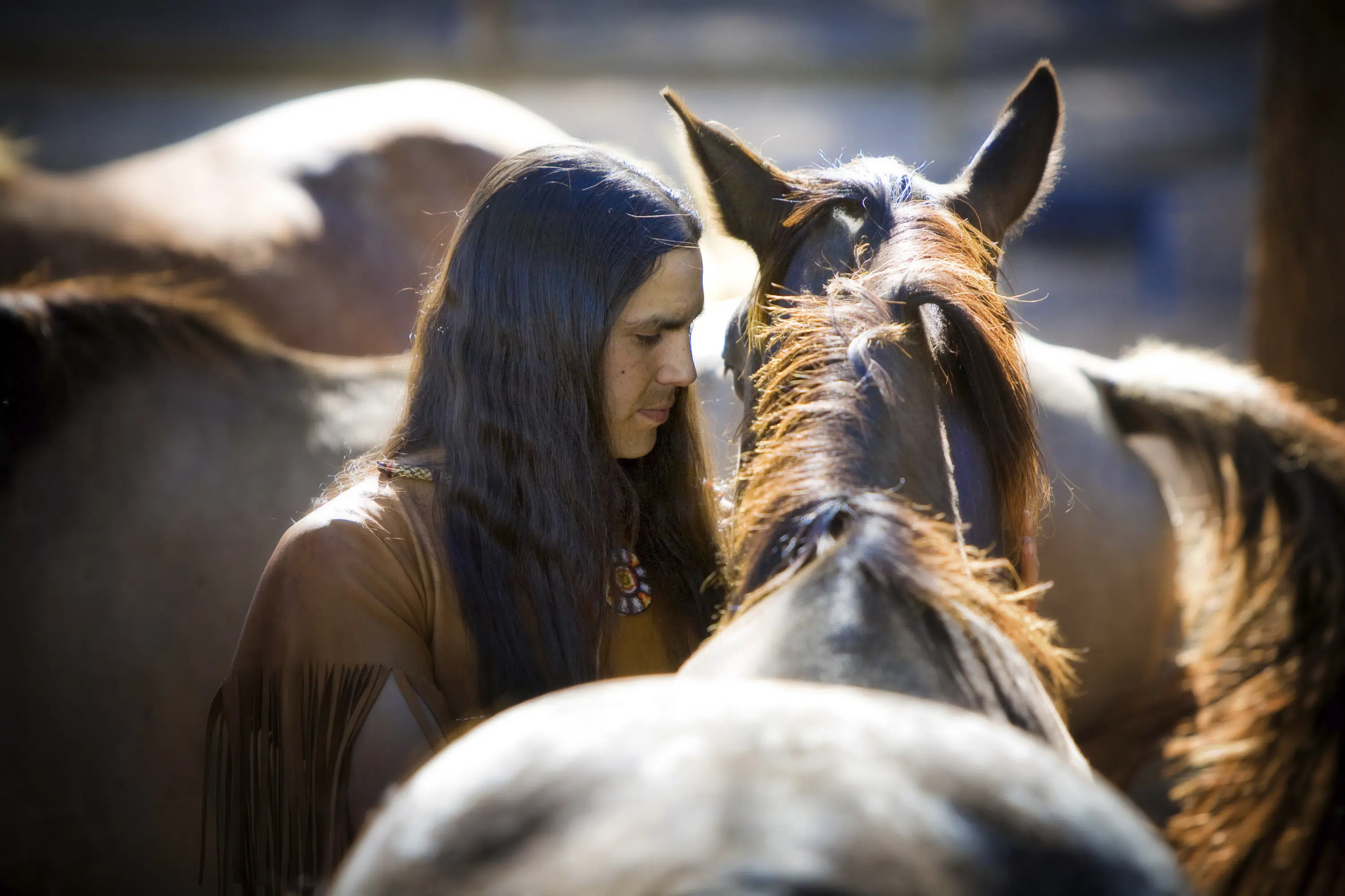 Horses came to American West by early 1600s, study finds | AP News