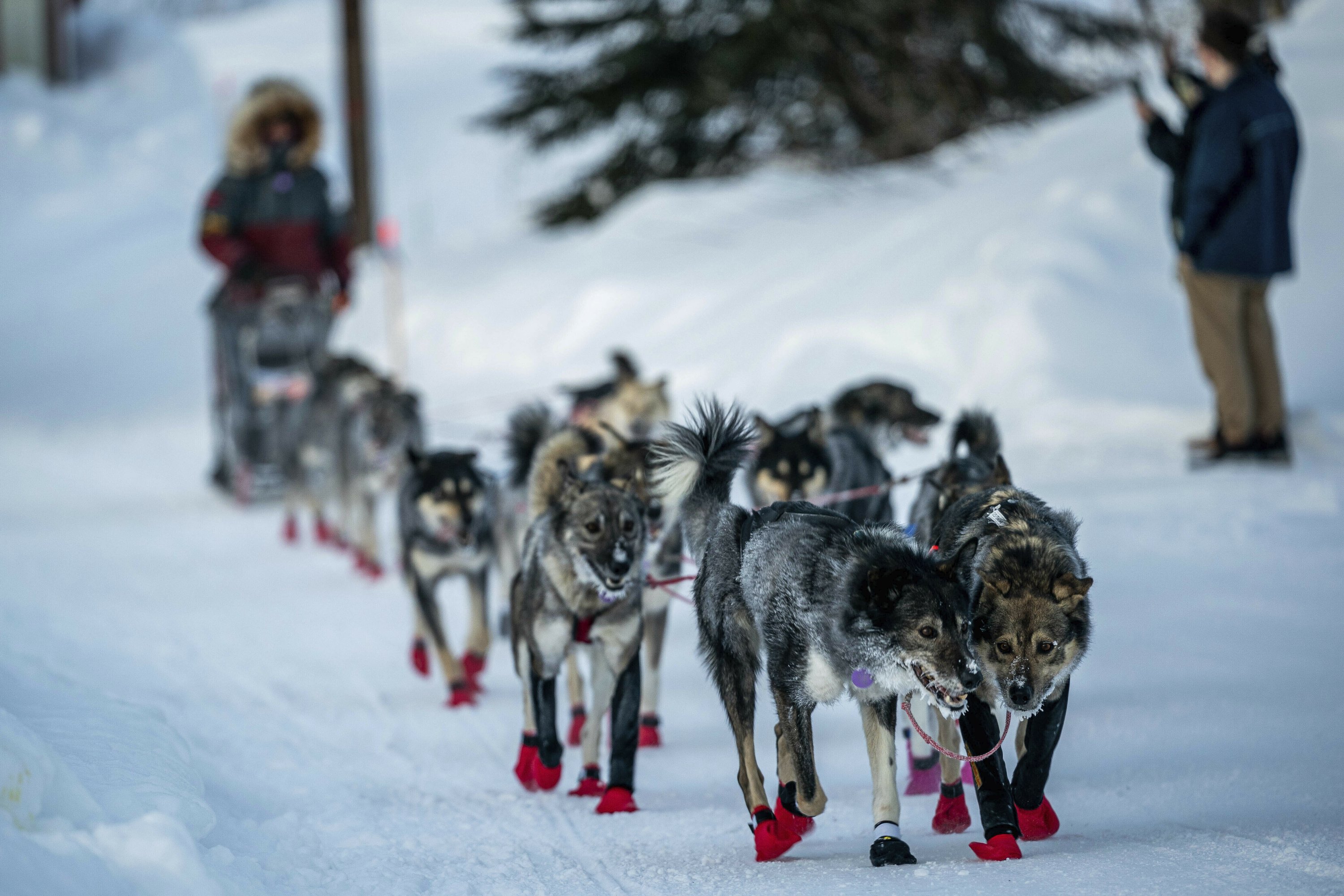 Norwegian musher takes lead in Iditarod as finish nears | AP News