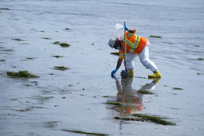 Un operario, con un traje de protección, limpia una playa contaminada tras un vertido de petróleo, en Newport Beach, California, el 6 de octubre de 2021. (AP Foto/Ringo H.W. Chiu)