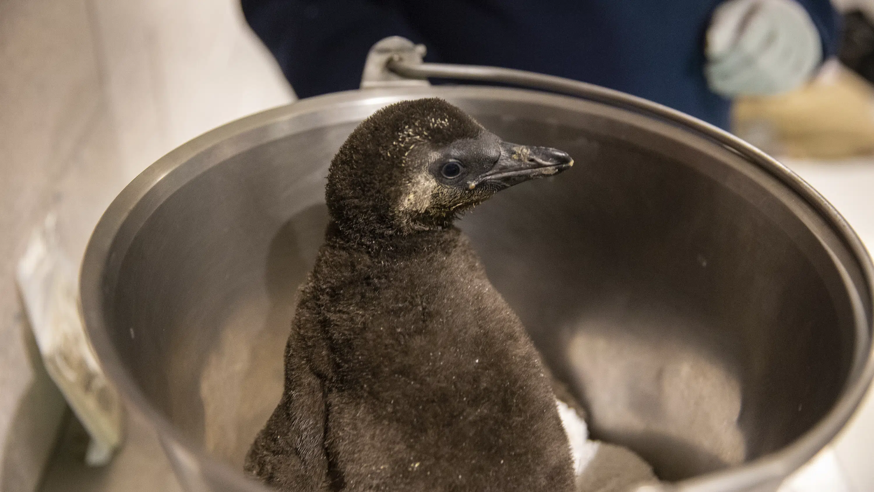 Endangered African penguin chicks hatch at Arizona aquarium