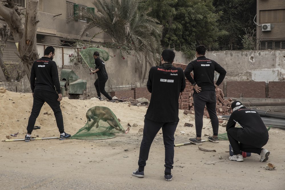 Volunteers catch street dogs in Cairo as part of an anti-rabies drive.  (AP Photo/Nariman El-Mofty)