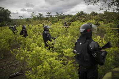 ARCHIVO - En esta fotografía de archivo del 30 de diciembre de 2020, agentes de policía se encuentran en un campo de coca durante una operación de erradicación manual en Tumaco, suroeste de Colombia. (AP Foto/Ivan Valencia, Archivo)