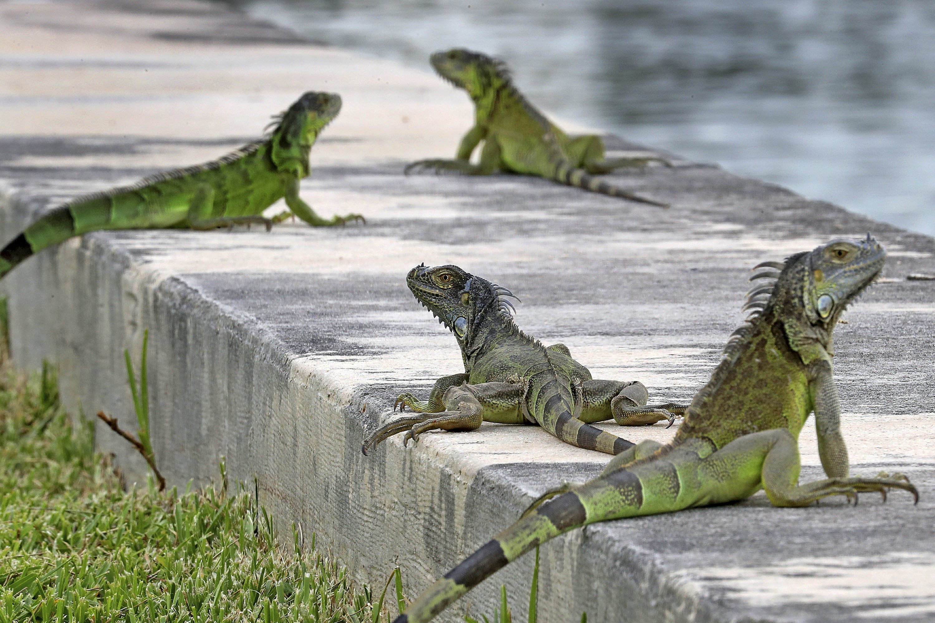 Reptile invasion Florida agency encourages killing iguanas