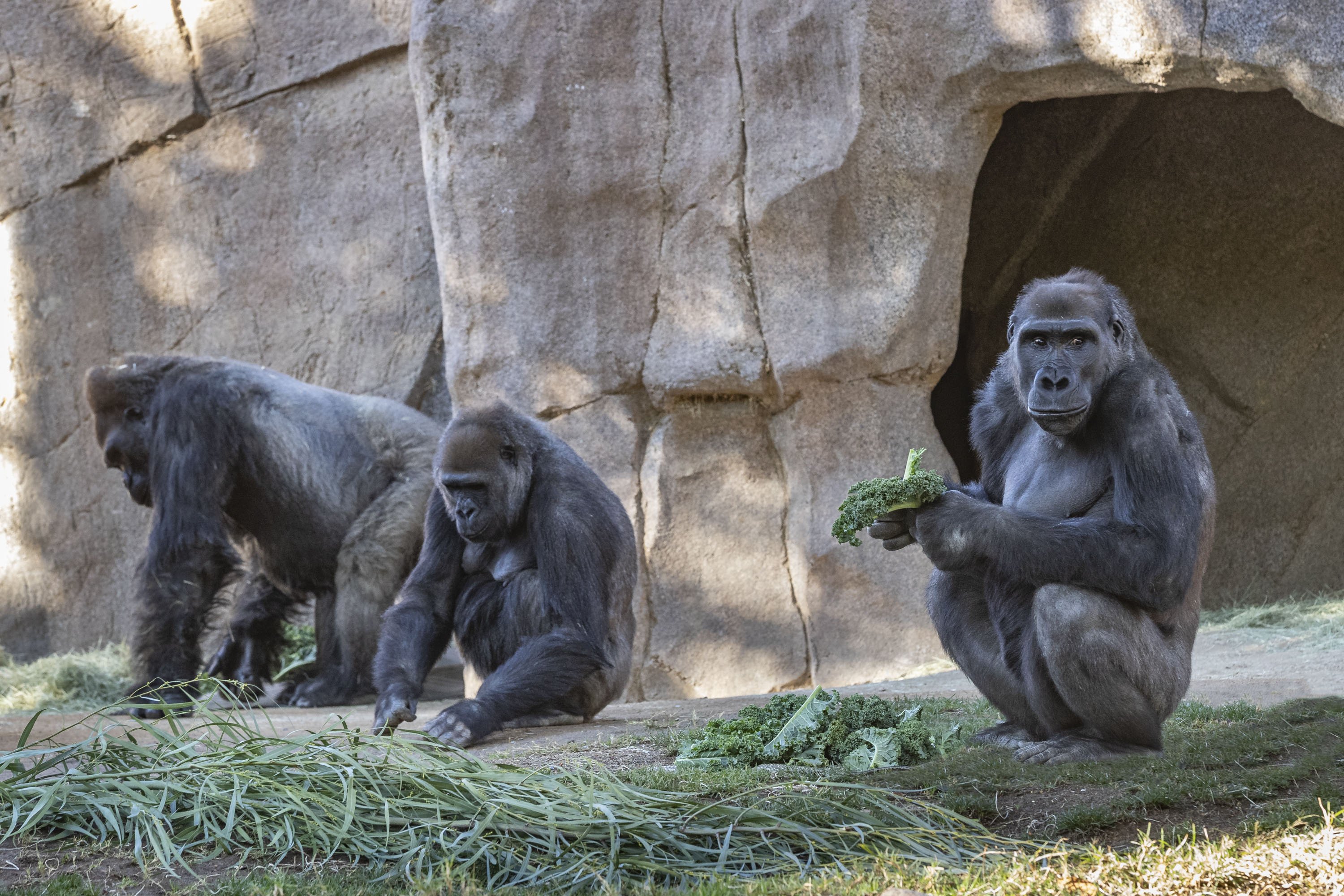 Gorillas test positive for coronavirus in San Diego park