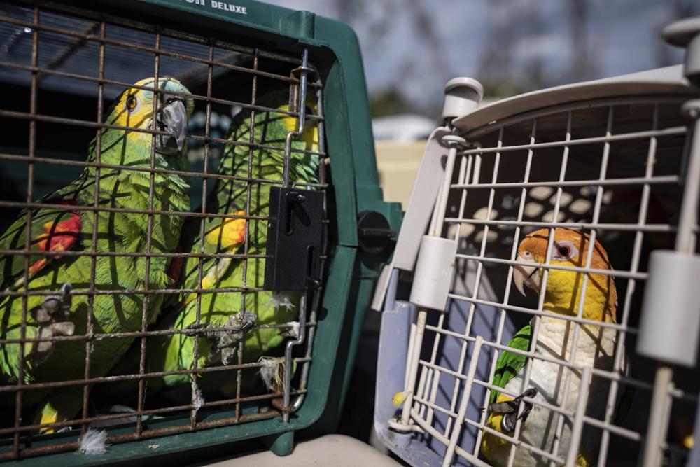 Rescuers flock together to save 275 parrots stranded by Ian Rescuers flock together to save 275 parrots stranded by Ian