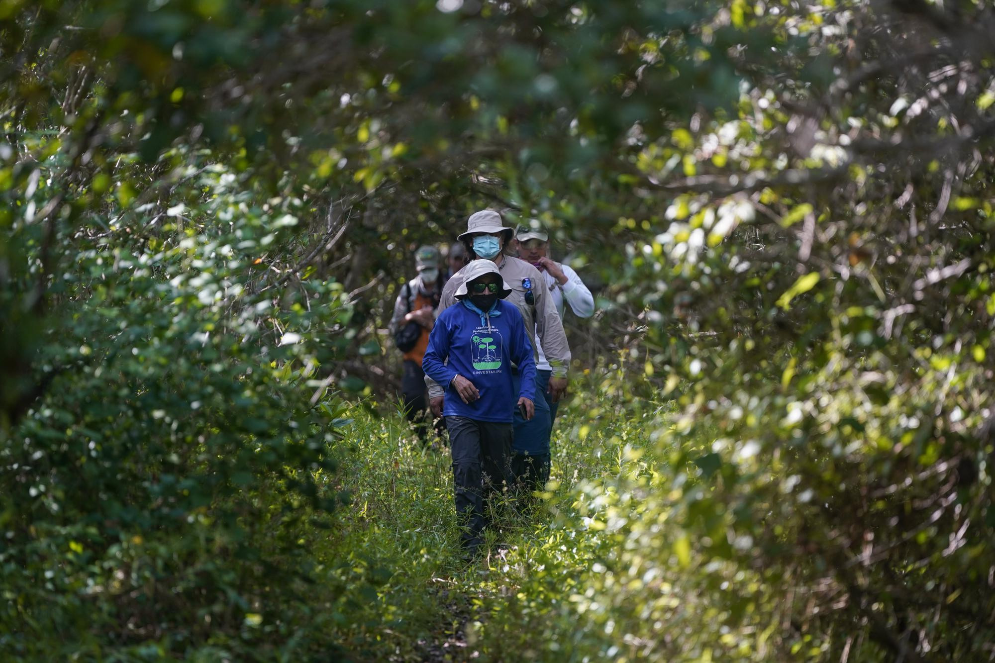 Jorge Alfredo Herrera, investigador del Centro de Investigación y de Estudios Avanzados del Instituto Politécnico de México en Yucatán, camina por la reserva de Dzilam de Bravo, en la Península de Yucatán, México, el 8 de octubre de 2021. (AP Foto/Eduardo Verdugo)