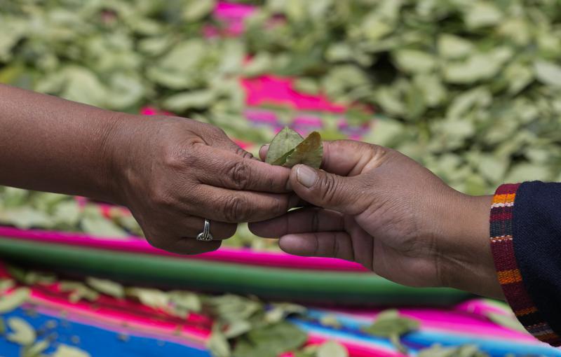 ARCHIVO - Mujeres comparten hojas de coca durante el Día Nacional de Mascar Hoja de Coca en La Paz, Bolivia, el 11 de enero de 2022. Luego de varios intentos fallidos en los últimos años, el gobierno boliviano propone fabricar pasta dental y otros derivados legales de la coca en una empresa estatal que comenzará a operar a fines de 2023, según un decreto aprobado por el presidente Luis Arce. (AP Foto/Juan Karita, Archivo)